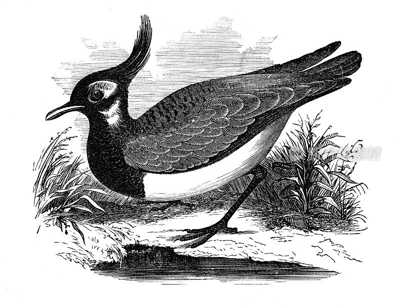 北方田凫或Pewit Bird